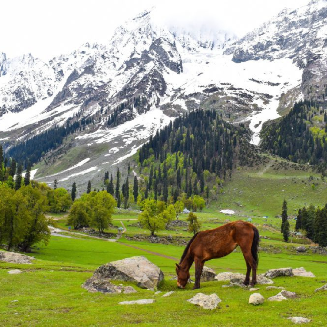 Kashmir 